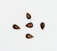 Karen Hanses æblekerner